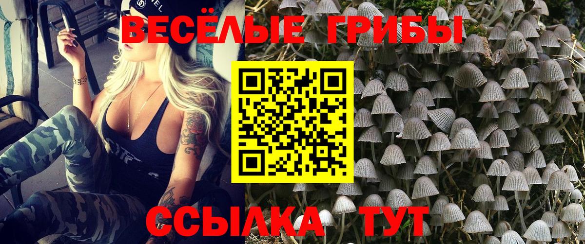 Псилоцибиновые грибы мицелий Тосно